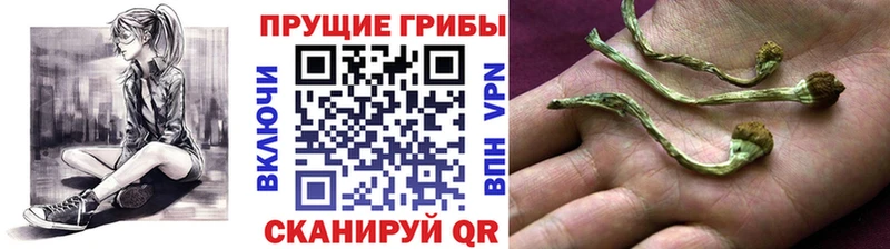 Галлюциногенные грибы прущие грибы Купить Унеча